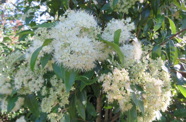 backhousia citriodora lemon myrtle 4