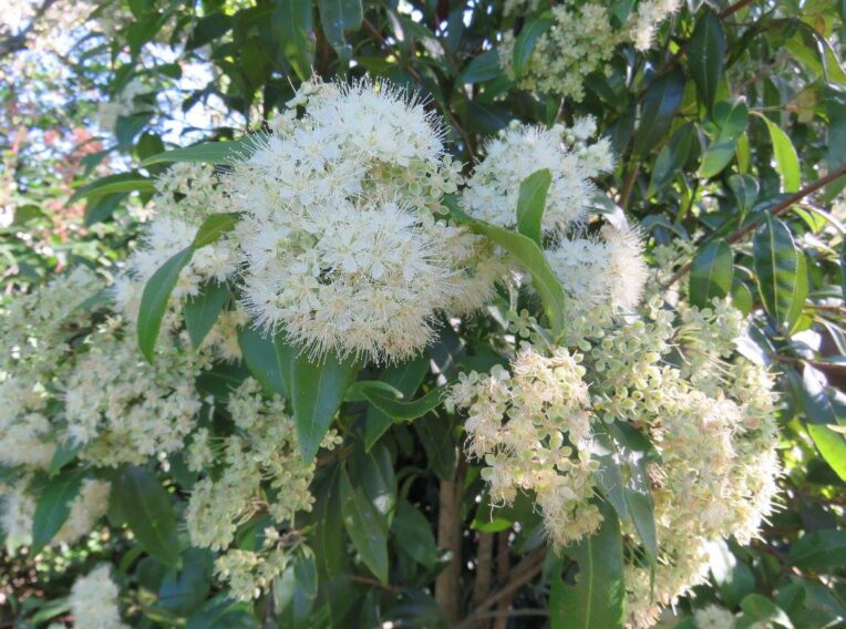 backhousia citriodora lemon myrtle 4
