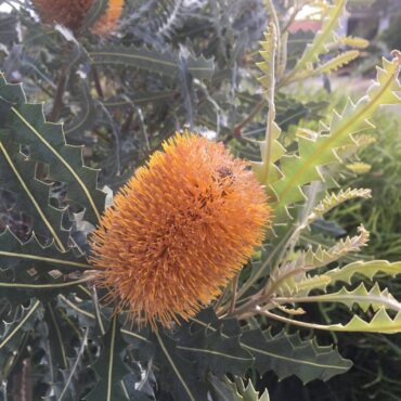 banksia ashbyi dwarf 3