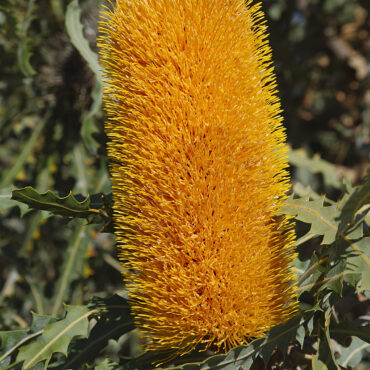 banksia ashbyi 2
