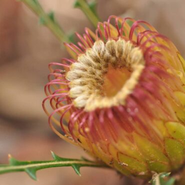banksia nivea honeypot dryandra 2