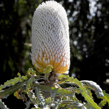 banksia prionotes dwarf 2