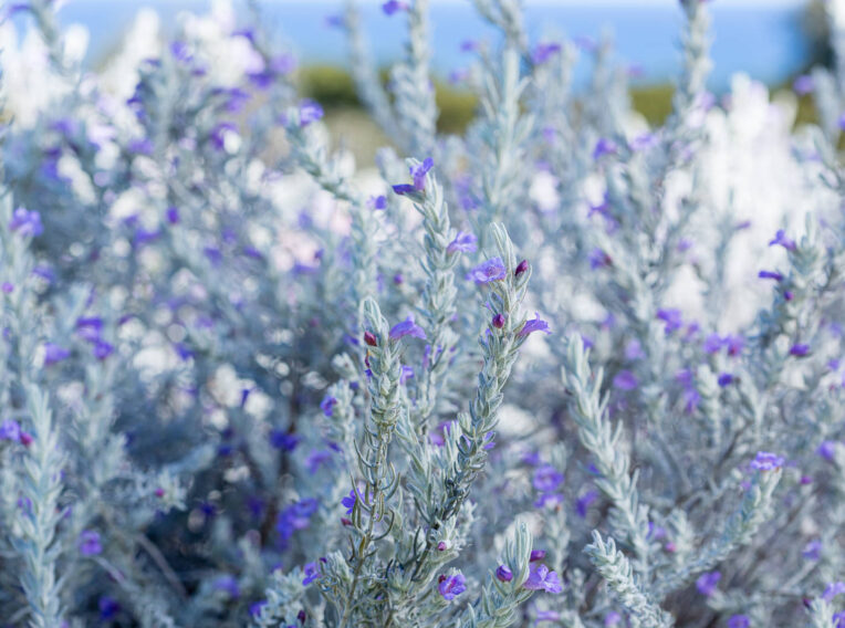 eremophila nivea 4
