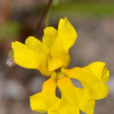 goodenia ovate gold cover 2