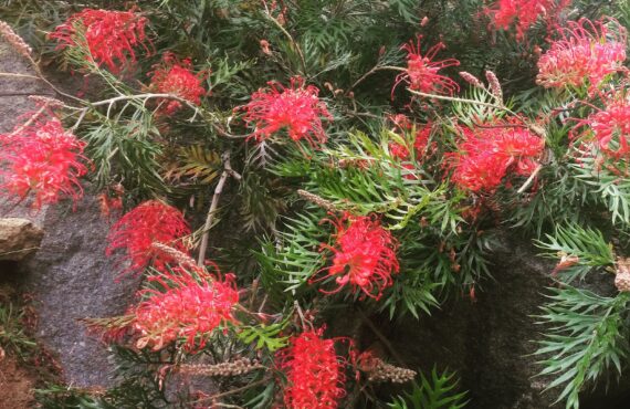 grevillea robyn gordon 5
