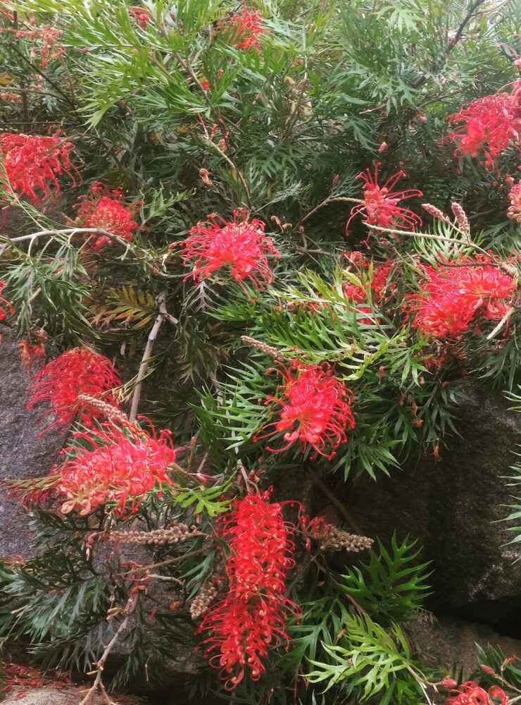 grevillea robyn gordon 5