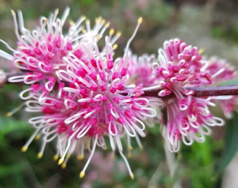 hakea burrendong beauty 3