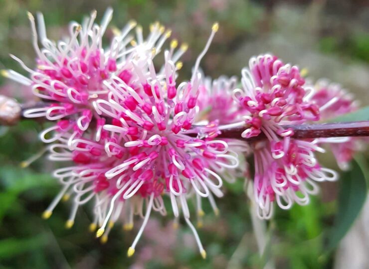 hakea burrendong beauty 3