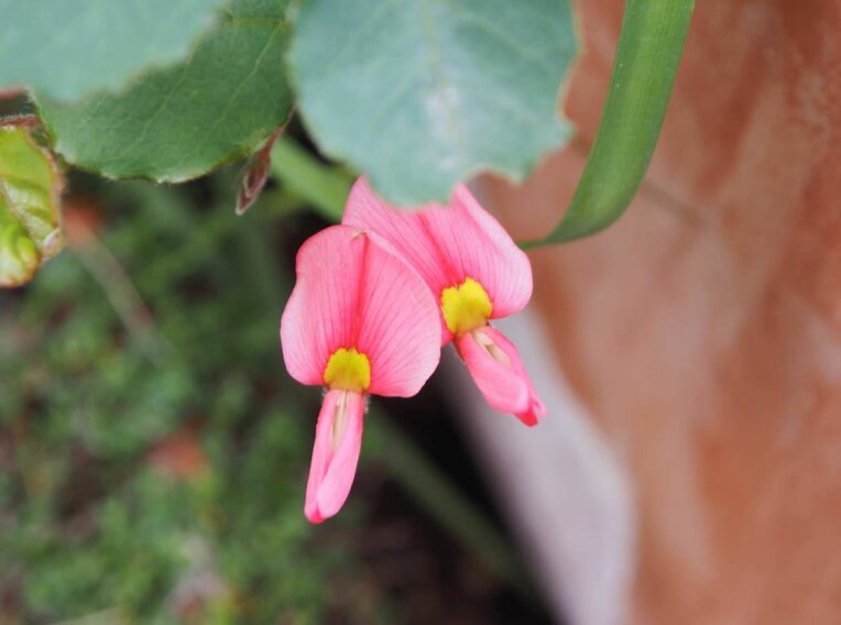 kennnedia prostrata pink postie 2