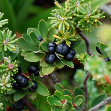tasmannia lanceolata 1