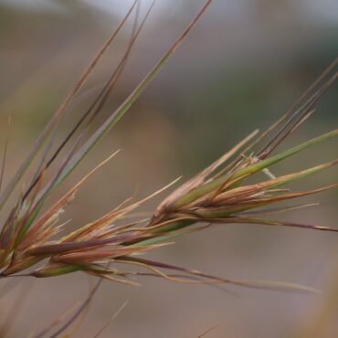themeda triandra true blue 3