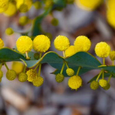 acacia glaucoptera 2