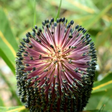 banksia robur ‘swamp banksia1