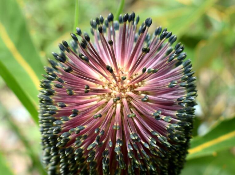 banksia robur ‘swamp banksia1