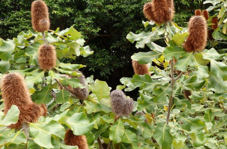 banksia robur ‘swamp banksia3