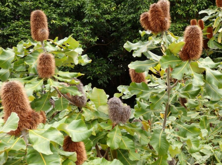 banksia robur ‘swamp banksia3