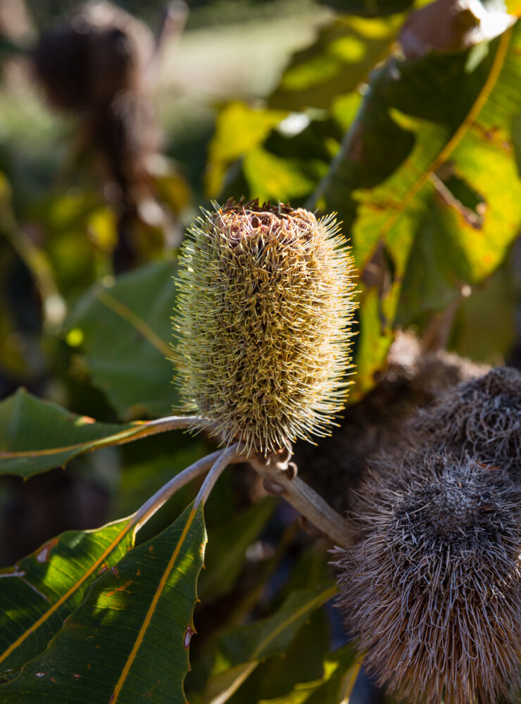 banksia robur ‘swamp banksia5