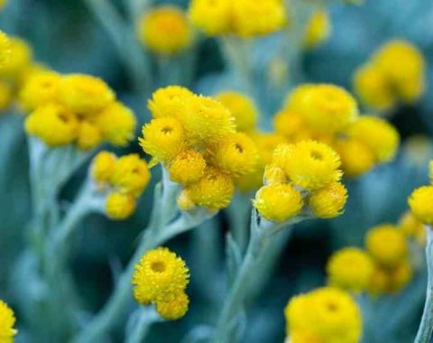 chrysoephalum apiculatum silver gold 2 882x552 optimized 882x552 1