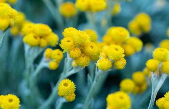 chrysoephalum apiculatum silver gold 2 882x552 optimized 882x552 1