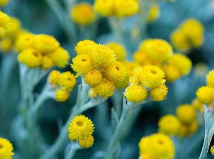 chrysoephalum apiculatum silver gold 2 882x552 optimized 882x552 1