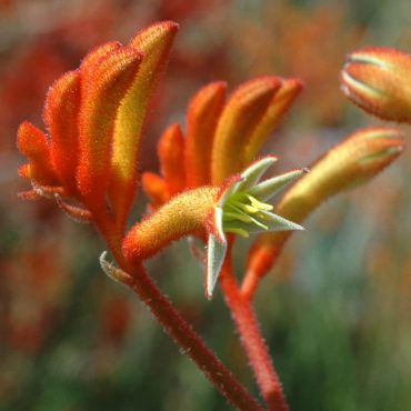 3 anigozanthos ‘landscape tangerine