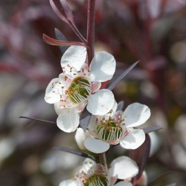 leptospermum morrisonii ‘white opal 5