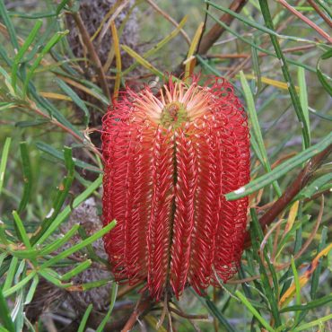 1 banksia occidentalis