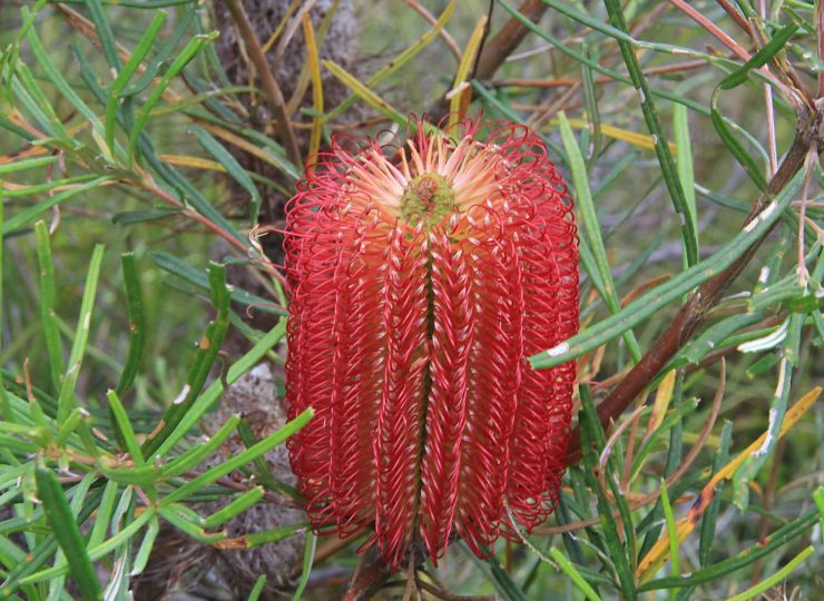 1 banksia occidentalis