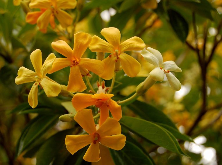 1 hymenosporum flavum ‘gold nugget