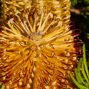 3 banksia spinulosa ‘birthday candles