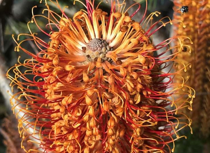 4 banksia ericifolia ‘red rover