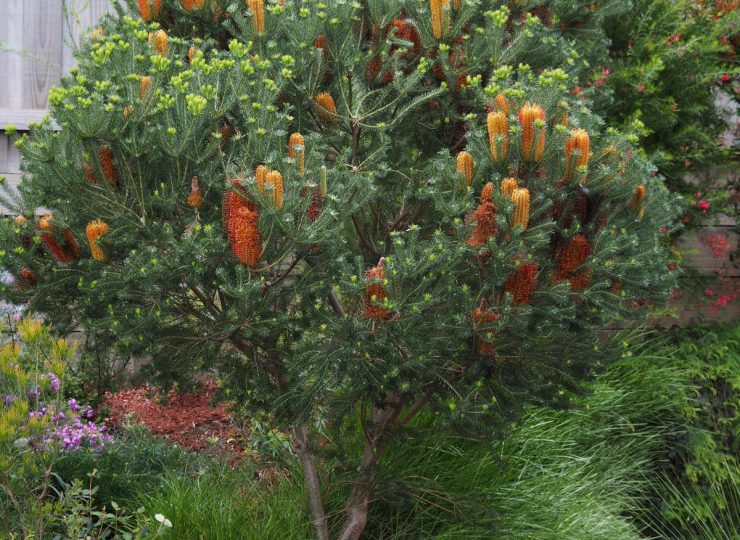6 banksia ericifolia ‘red rover
