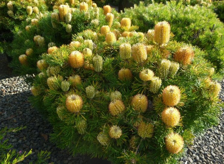 banksia spinulosa ‘birthday candles