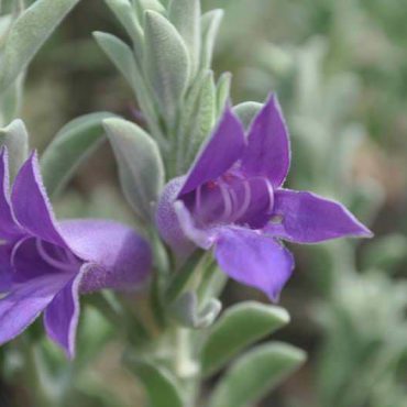 eremophila mackinlay desert pride 5