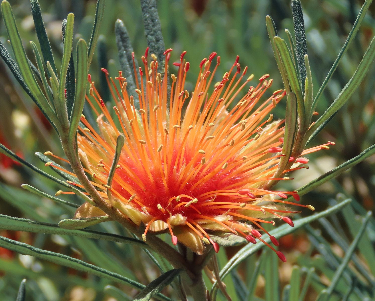 3 diplolaena angustifolia