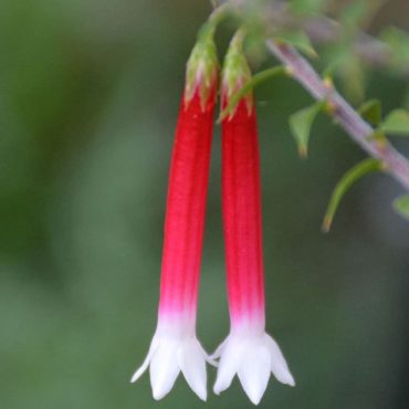 3 epacris longiflora x reclinata ‘pan pipes