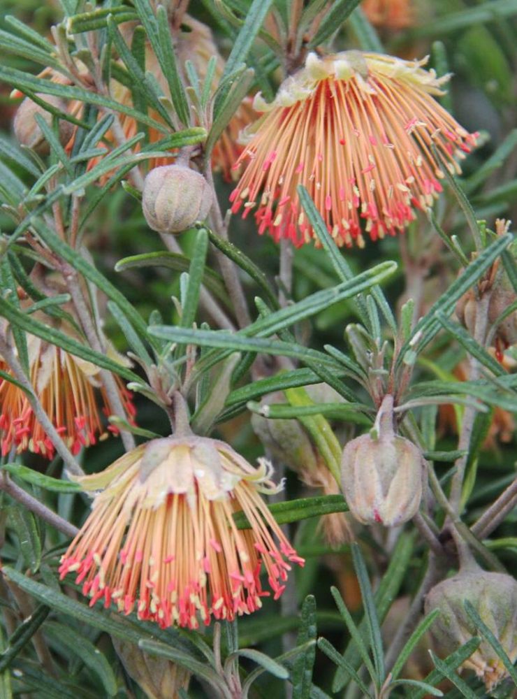 4 diplolaena angustifolia