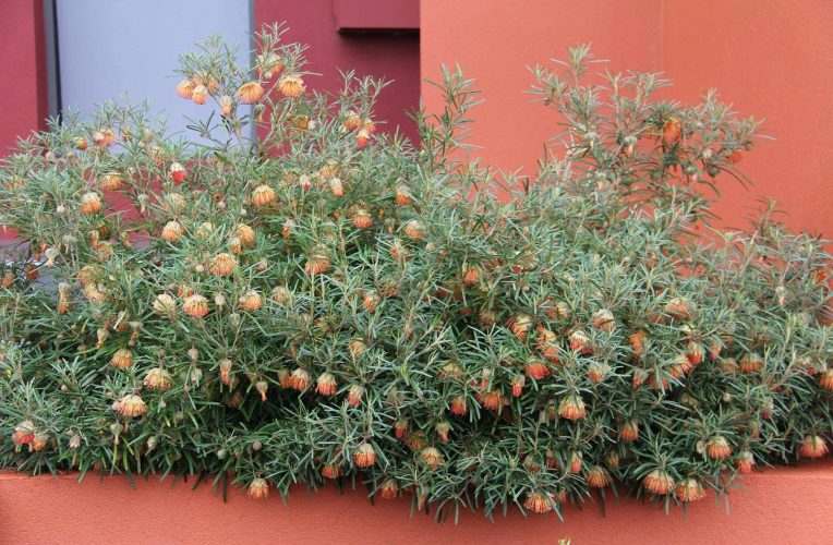 6 diplolaena angustifolia