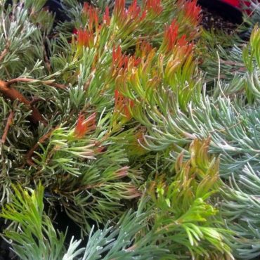 adenanthos cunninghamii prostrate 2