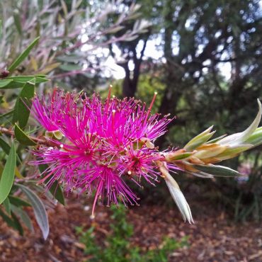 callistemon purple cloud 2
