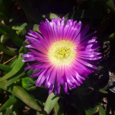 carpobrotus rossii 2