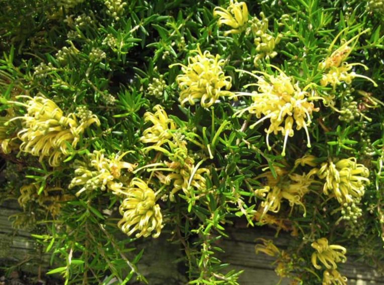 grevillea juniperina h22 pbr gold cluster 2