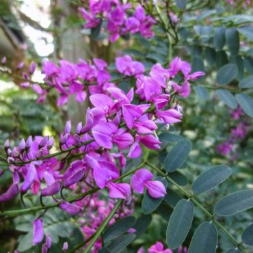 indigofera australis 1