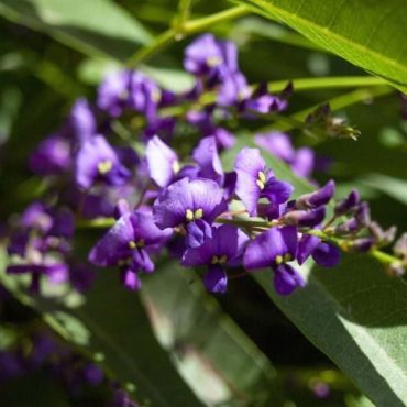 ozbreed hb1 hardenbergia violacea meema scaled 1