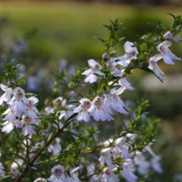 prostanthera poorinda ballerina 3