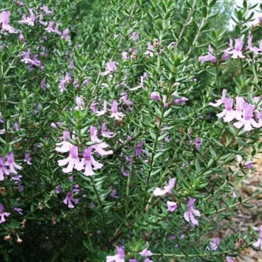 0261894 westringia cultivar bluegem foliage 750