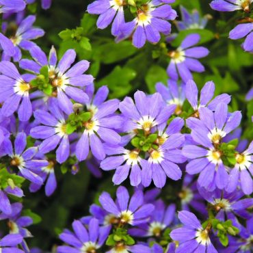 scaevola aemula fan flower aussie crawl