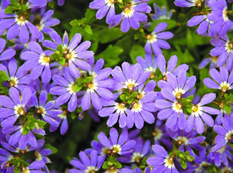 scaevola aemula fan flower aussie crawl