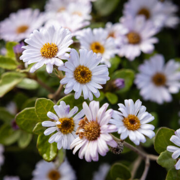 Olearia tomentosa ‘low form’