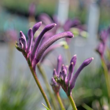 anigozanthos celebrations ‘carnivale pbr 1